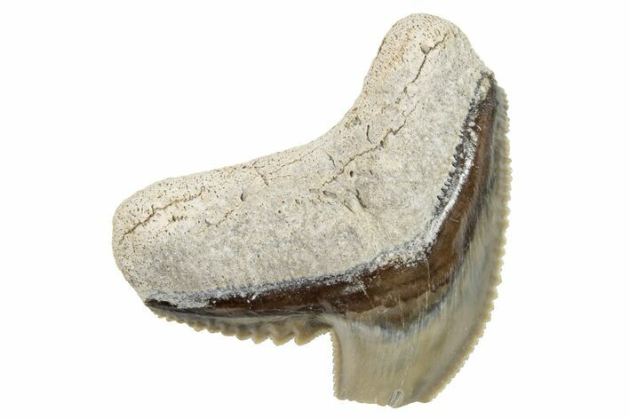 Bargain, Fossil Tiger Shark (Galeocerdo) Tooth - Aurora, NC #253708